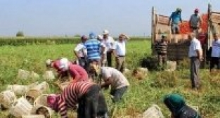 'KIRMIZI ALTIN İSYANI'