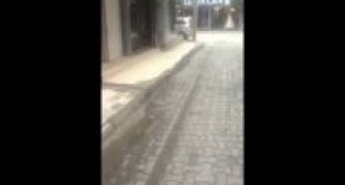 TİLKİ ŞEHRE İNDİ