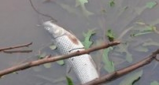 GEDİZ NEHRİ'NDE TOPLU BALIK ÖLÜMLERİ