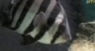 8 Bin Kilometre Kat Eden Japon Balığı