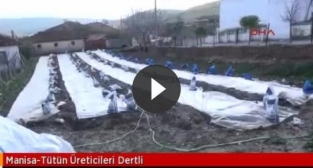 Tütün üreticileri dertli