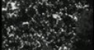 1960 YILINDA MESİR SAÇIMI