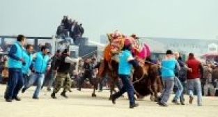 Salihli'de festival tadında deve güreşi