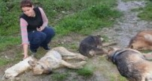 MANİSA'DA KÖPEK KATLİAMI