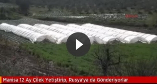 12 ay çilek yetiştirip, Rusya'ya da gönderiyorlar