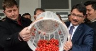 2015'in ilk Kirazı görücüye çıktı