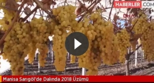 Manisa Sarıgöl'de Dalında 2018 Üzümü