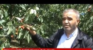 Kirazda zara çok büyük