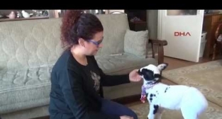 Manisa Sevimli Kuzu Ailenin Adeta Çocuğu Oldu