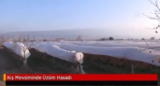 Kış mevsiminde üzüm hasadı