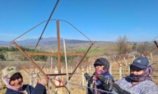 Sarıgöllü kadınlar 8 Mart’ı bağlarda çalışarak kutladı