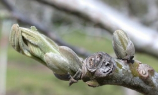 Salihli’de ceviz üreticilerine antraknoz uyarısı