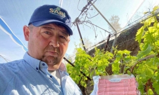 Sarıgöl Ovası’nda üzüm bağlarında "Fenomen Tel" seferberliği