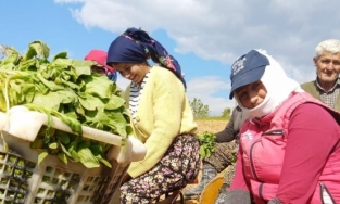Sarıgöl’de tütün dikimi başladı