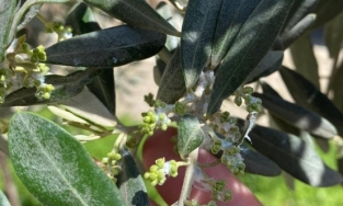 Sarıgöl’de zeytin üreticileri pamuklu bit zararlısına karşı uyarıldı