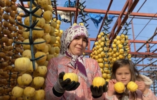 Alaşehir’de ilk kez ’Cennet Hurması Festivali’ düzenlenecek