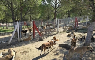 İlçelerdeki sahipsiz köpekler toplanıyor