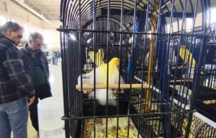 Manisa’da 3 bin kanarya yarıştı