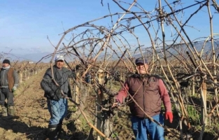 Sarıgöl’de bağ budama işçi ücretleri belli oldu