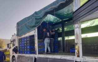 Sarıgöl’de örtüaltı üzüm hasadı devam ediyor