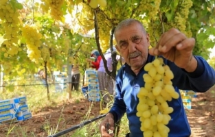 Sarıgöl’de üzüm fiyatları dibe vurdu
