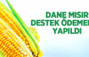 2013 YILI DANE MISIR HUBUBAT VE BAKLAGİL  DESTEKLEME ÖDEMELERİ BAŞLADI