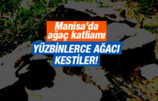 MANİSA'DA AĞAÇ KATLİAMI!