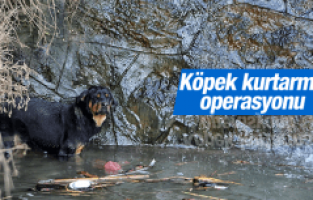 MANİSA'DA KÖPEK KURTARMA OPERASYONU