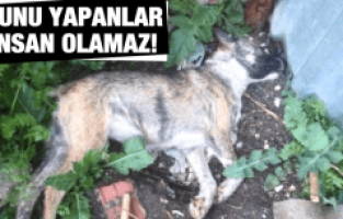 BUNU YAPANLAR İNSAN OLAMAZ!