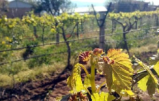 Dondan Zarar Gören Çiftçiler Dilekçe Verecek