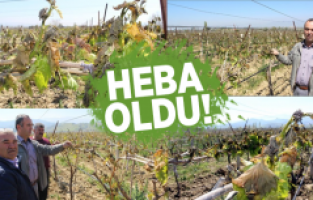 ERKENCİ ÜZÜM BAĞLARINA DON VURDU