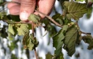 MANİSA’YA ZİRAİ DON UYARISI