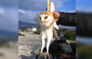 Peçeli Baykuşa Yoğun İlgi