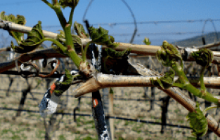Üzüm Bağlarını Don Vurdu