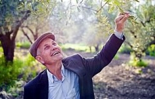 Akhisar Zeytini Olivtech'te Sunulacak