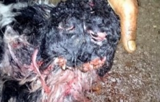 ÇİFT BAŞLI KUZU GÖRENLERİ ŞAŞIRTTI