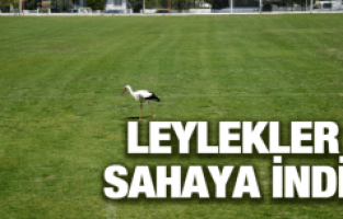 LEYLEKLER SAHAYA İNDİ