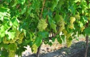 YENİ ROTA ORTADOĞU