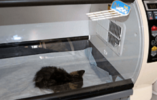 Can Dostları İçin Yoğun Bakım Ünitesi