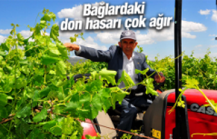 MANİSA BAĞLARINDAKİ DON HASARI ÇOK AĞIR