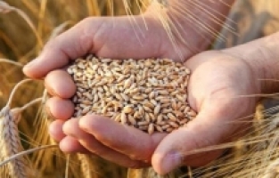 Buğday fiyatları  tarihi zirveyi gördü