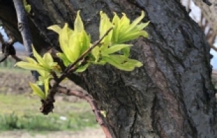 Cemre toprağa düştü erik ağaçları yapraklandı