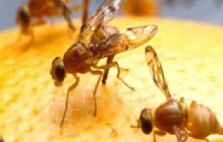 Demirci, Akdeniz Meyve Sineği’nden ari alan olarak ilan edildi