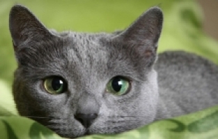 Rusların kedilerine de yaptırım geldi