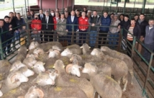 Üreticiye damızlık koç desteği