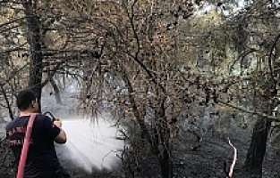 Manisa'da 30 dekar karaçam ormanı yandı