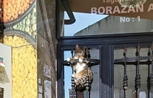 Manisa'da demir parmaklıklara sıkışan kedi itfaiye tarafından kurtarıldı