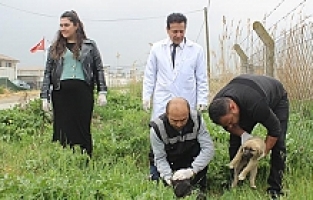 Manisa’da köpek katliamı: 20’ye yakın zehirlendi