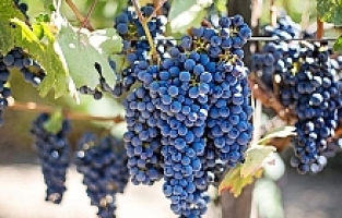 Üzüm bağında ilaçlama yapan çiftçi zehirlenerek hayatını kaybetti