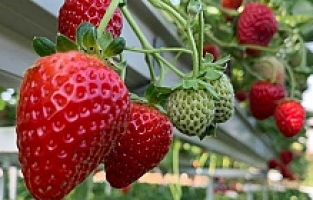 Yunusemre’nin AB projesi ön elemeyi geçti